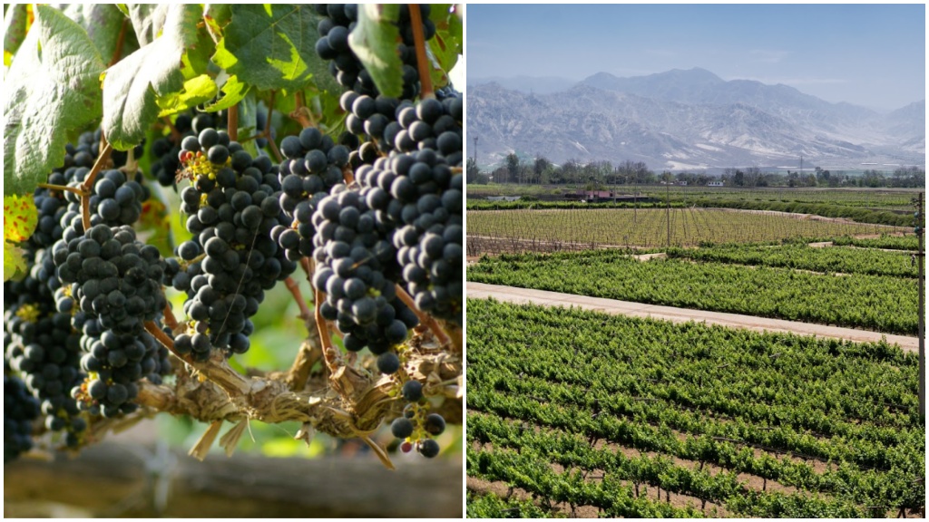 Vino Malbec: un viaje épico de una uva que encontró su hogar en Ica