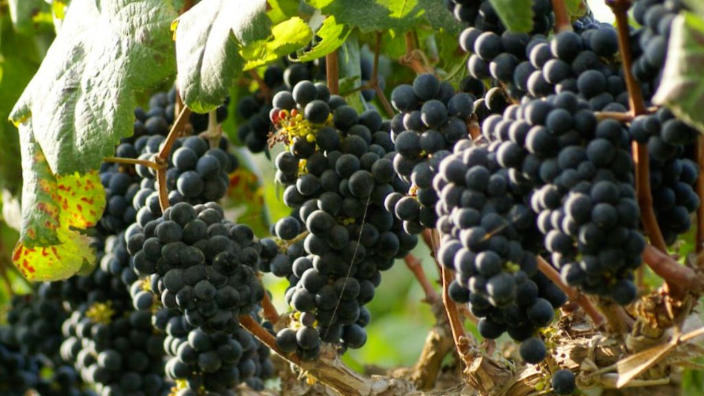 Petit Verdot, la joya oculta de Tacama: ¿Por qué este vino tinto enamora?