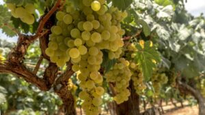 Sauvignon blanc