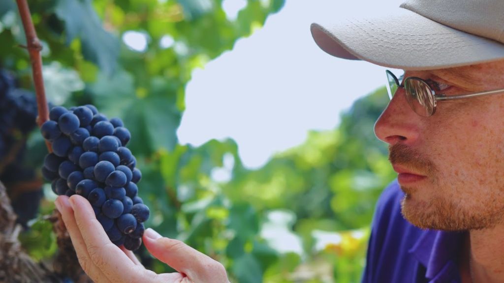 uva petit verdot