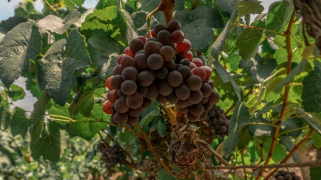 Uvas de Tanant y Albilla