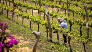 clima terroir por qué sur Perú produce vinos únicos