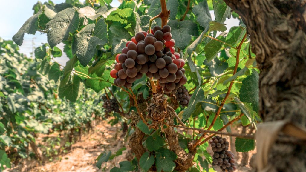 Quebranta, orgullo nacional: la historia de la uva emblemática del Perú