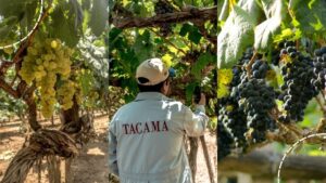 Parcelas de uvas y trabajador en los viñedos de Tacama en el valle de Ica, Perú