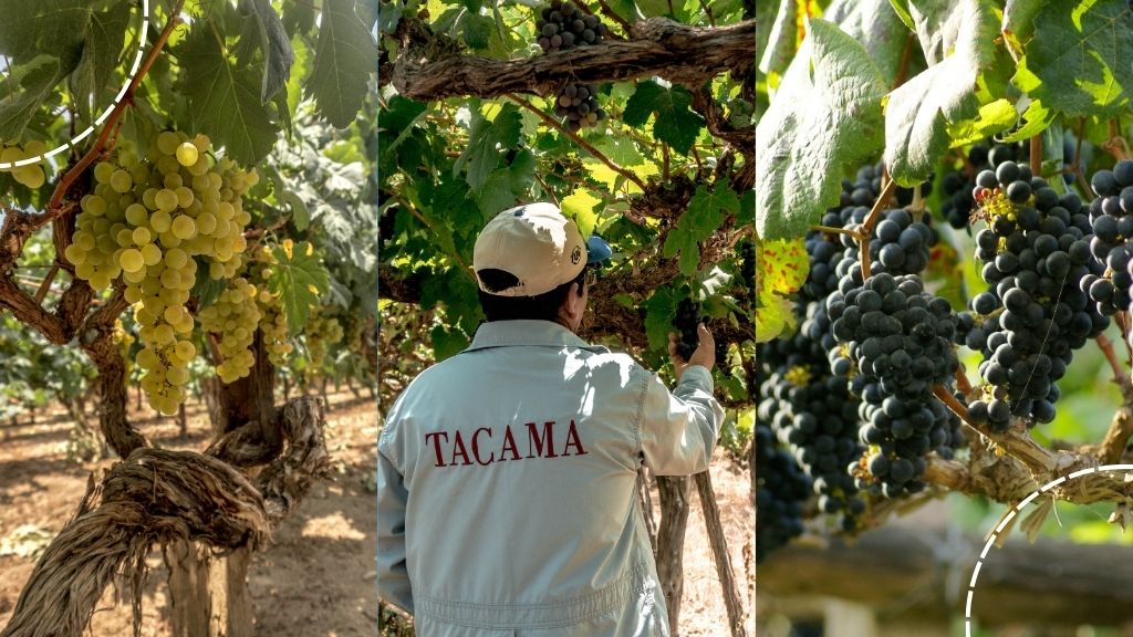Uvas emblemáticas del Perú: las variedades que definen su identidad en la copa
