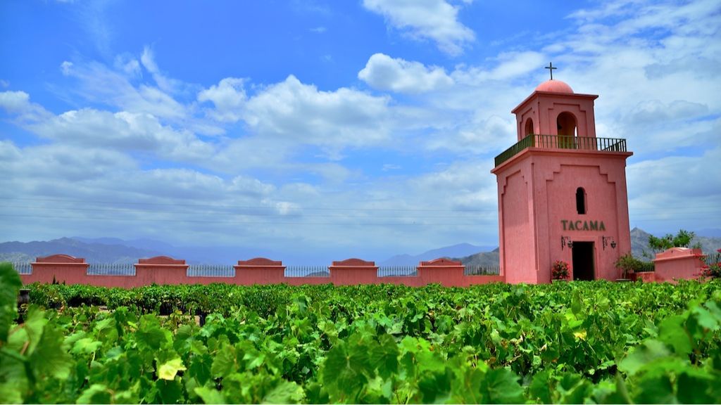 Viñedos de Tacama: ¿por qué son un referente en Sudamérica?